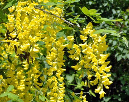 Foto de En primavera, un arbusto laburnum ornamental florece en la naturaleza - Imagen libre de derechos