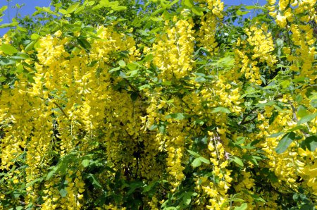 Foto de En primavera, un arbusto laburnum ornamental florece en la naturaleza - Imagen libre de derechos