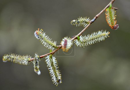 Téléchargez les photos : Au printemps, le saule violet (Salix purpurea) pousse dans la nature - en image libre de droit