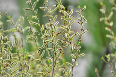 Téléchargez les photos : Au printemps, le saule violet (Salix purpurea) pousse dans la nature - en image libre de droit