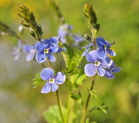 Photo for In the spring, Veronica chamaedrys blooms in the wild - Royalty Free Image