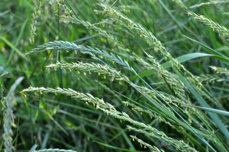 Foto de En la naturaleza, una hierba hierba rastrera (Elymus repens) hierba de trigo crece en el fiel - Imagen libre de derechos