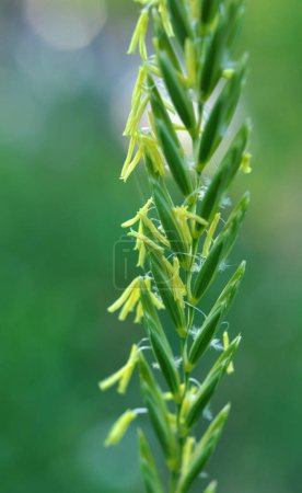 Téléchargez les photos : Dans la nature, une herbe à blé rampante (Elymus repens) pousse dans le champ - en image libre de droit