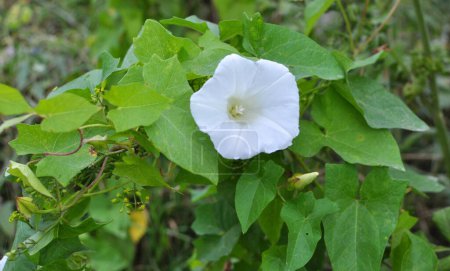Photo for The plant bindweed Calystegia sepium grows in the wild - Royalty Free Image