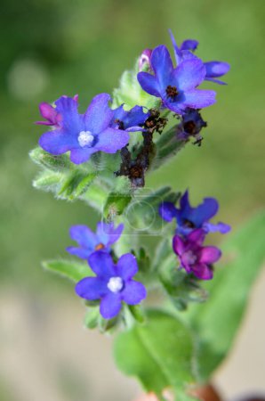 Photo for Anchusa blooms in the wild in the meadow - Royalty Free Image