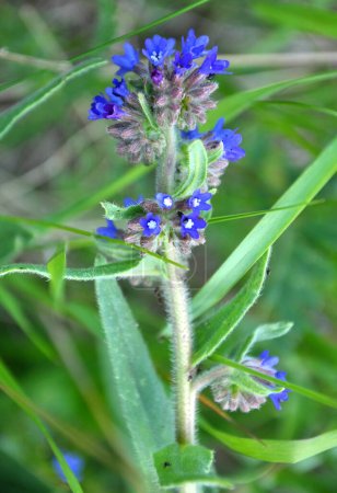 Téléchargez les photos : Anchusa fleurit dans la nature dans la prairie - en image libre de droit