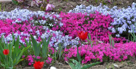Téléchargez les photos : Au printemps, le phlox subulata fleurit dans un lit de fleurs - en image libre de droit
