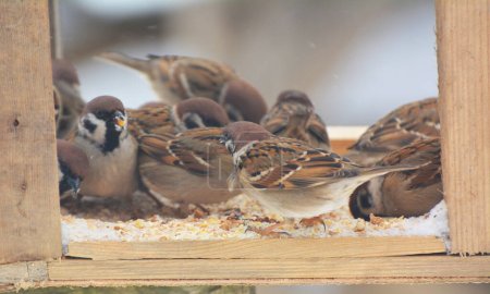 In winter, sparrows peck food in an artificial feeder, which was placed and filled by caring people