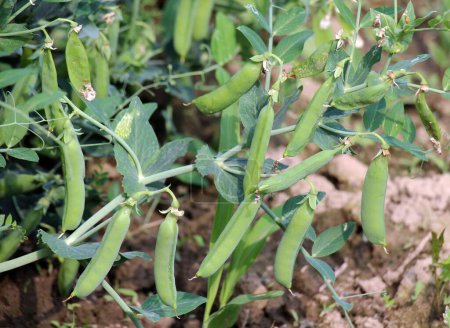 Green pea pods are ripening on bushes in the field