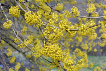 In spring cornel is real (Cornus mas) blooms in the wild 