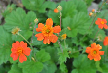Téléchargez les photos : Geum quellyon fleurit dans le jardin au printemps - en image libre de droit