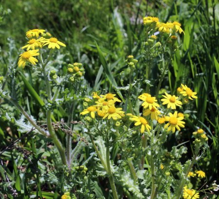 Photo for Senecio vernalis grows in the wild in spring - Royalty Free Image