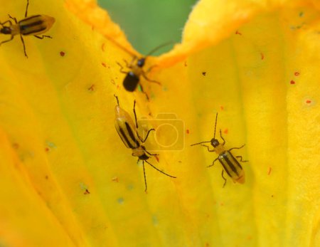 Téléchargez les photos : On the plant is a harmful insect - Western corn beetle (Diabrotica virgifera virgifera) - en image libre de droit