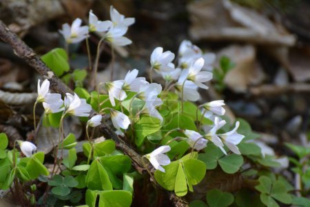 in freier Wildbahn im Wald blühen die ersten Frühlingsblumen oxalis acetosella 
