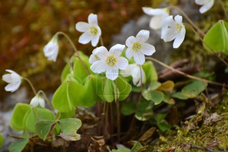 Foto de En la naturaleza en el bosque, las primeras flores de primavera florecen Oxalis acetosella - Imagen libre de derechos