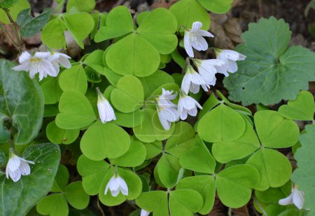 Photo for In the wild in the woods, the first spring flowers bloom Oxalis acetosella - Royalty Free Image
