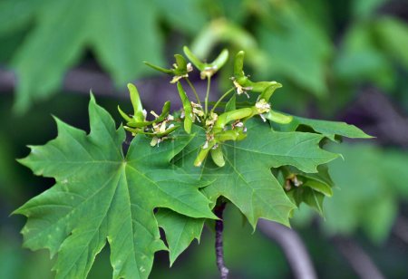 Maple (Acer platanoides) blooms in spring in natur
