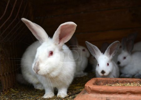 Téléchargez les photos : Female rabbit of the Californian breed and its brood - en image libre de droit