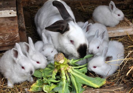 Téléchargez les photos : Female rabbit of the Californian breed and its brood - en image libre de droit