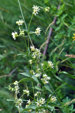 En primavera, Vincetoxicum hirundinaria florece en la naturaleza en el bosque