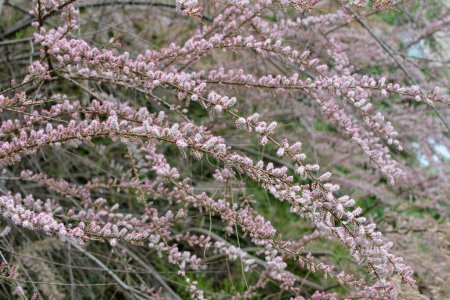 Téléchargez les photos : Au printemps, la plante ornementale tamarix pousse dans la nature - en image libre de droit