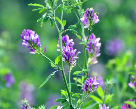 Photo for The field is blooming alfalfa, which is a valuable animal feed - Royalty Free Image