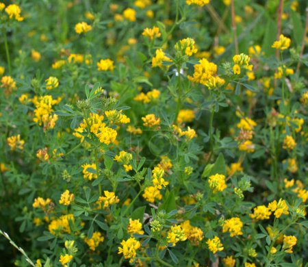 Foto de La hoz de alfalfa (Medicago falcata) florece en la naturaleza - Imagen libre de derechos