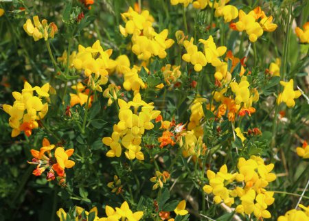 Téléchargez les photos : Lotus corniculatus pousse dans la prairie parmi les herbes sauvages - en image libre de droit