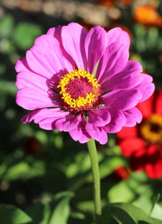 Photo for Colorful zinnias (Majors) are blooming in a flower bed in the garden - Royalty Free Image