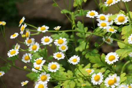 Foto de En verano, Tanacetum parthenium florece en la naturaleza - Imagen libre de derechos