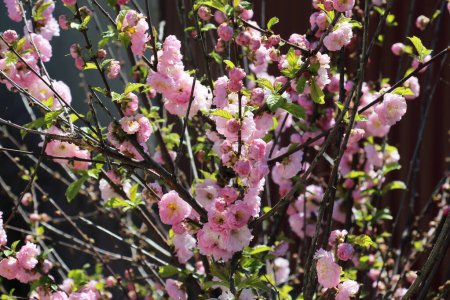 Ornamental plant three-lobed almond (Prunus triloba) blooms in the garden