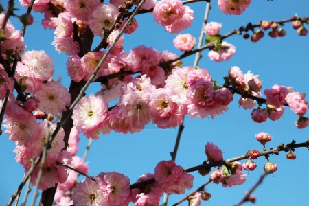 Ornamental plant three-lobed almond (Prunus triloba) blooms in the garden