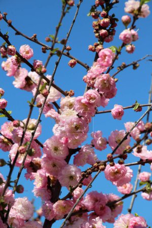 Téléchargez les photos : Plante ornementale à trois lobes fleurs d'amande (Prunus triloba) dans le jardin - en image libre de droit