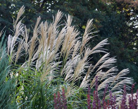 Photo for Chinese miscanthus (Miscanthus sinensis), used in landscaping - Royalty Free Image