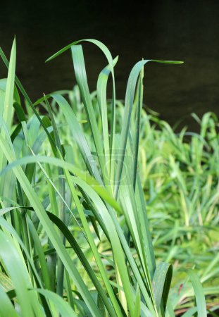 Foto de En las orillas del río y en el agua, crece el grano forrajero Glyceria maxima - Imagen libre de derechos