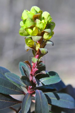 In the spring in the forest in the wild grows milkweed (Euphorbia amygdaloides) 