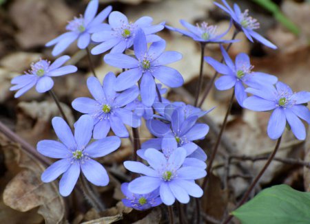 Primavera en la naturaleza en el bosque florecen Hepatica nobilis.