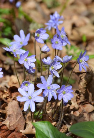Frühling in freier Wildbahn im Wald blüht Hepatica nobilis.