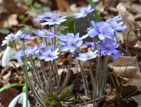 Primavera en la naturaleza en el bosque florecen Hepatica nobilis.