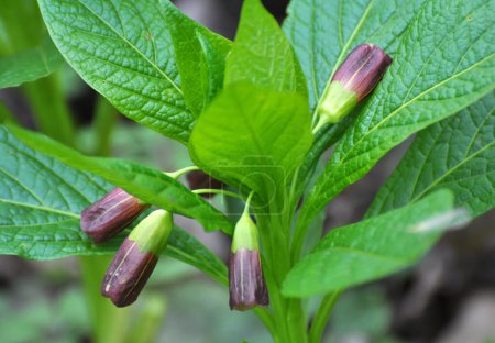 Téléchargez les photos : Au printemps dans la forêt dans les fleurs sauvages plante rare Scopolia carniolica - en image libre de droit