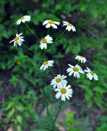 Téléchargez les photos : Au printemps à l'état sauvage dans les bois fleurit boucliers tanaisie (Tanacetum corymbosum) - en image libre de droit