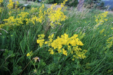 Galium verum grows among grasses in the wild