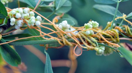 Die parasitäre Pflanze cuscuta wächst auf dem Feld zwischen Feldfrüchten