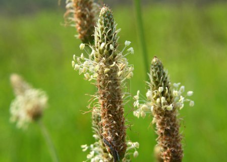In summer, plantain is large (Plantago major, Plantago borysthenica) grows in the wild