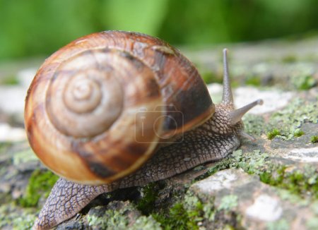 Photo for In the wild, a large snail Helix lucorum - Royalty Free Image