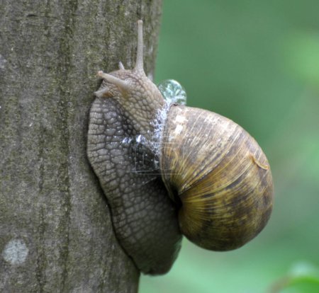 Photo for In nature, on a tree trunk - a large grape snail (Helix pomatia) - Royalty Free Image