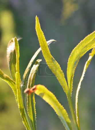 Photo for Spring is growing in nature Falcaria vulgaris - Royalty Free Image