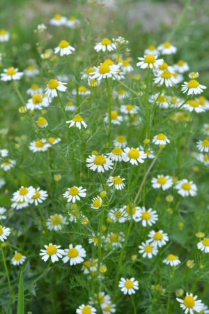 Unscented chamomile (Tripleurospermum maritimum) grows in the wild among grasses