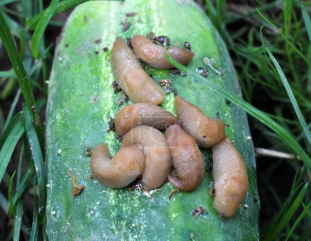 Slugs (molluscs of the gastropod class) that damage vegetable crops
