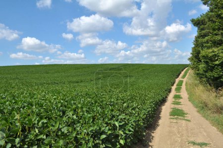 Téléchargez les photos : En été, le soja pousse dans le champ de la ferme - en image libre de droit